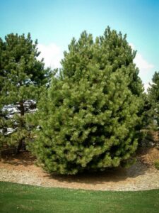 Сосна Чёрная (Pinus Nigra) купить по цене от 270.00р. в интернет-магазине «Посадика» с доставкой почтой в в Княгининое и по всей России – [изображение №1].