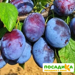 Слива Чачакская ранняя купить по цене от 229.00р. в интернет-магазине «Посадика» с доставкой почтой в в Княгининое и по всей России – [изображение №1].