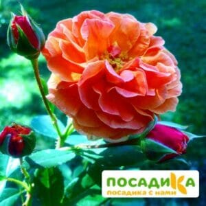 Роза Арабия купить по цене от 350.00р. в интернет-магазине «Посадика» с доставкой почтой в в Княгининое и по всей России – [изображение №1].