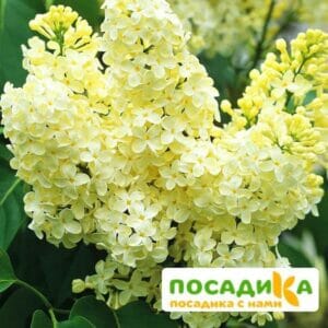 Сирень Примроуз (Primrose) купить по цене от 529.00р. в интернет-магазине «Посадика» с доставкой почтой в в Княгининое и по всей России – [изображение №1].