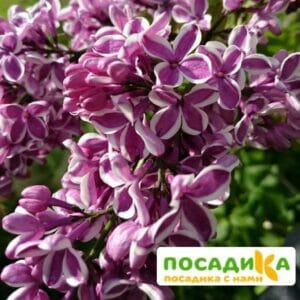 Сирень Сенсация купить по цене от 529.00р. в интернет-магазине «Посадика» с доставкой почтой в в Княгининое и по всей России – [изображение №1].