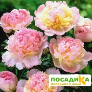 Пион Распберри Сандей (Paeonia Raspberry Sundae) купить по цене от 959р. в интернет-магазине «Посадика» с доставкой почтой в в Княгининое и по всей России – [изображение №1].