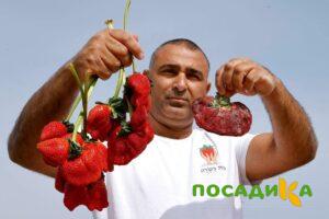 Клубника Гигант Джорнея купить по цене от 266р. в интернет-магазине «Посадика» с доставкой почтой в в Княгининое и по всей России – [изображение №1].
