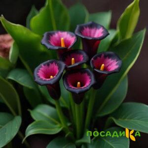 Калла Аура Лейс купить по цене от 400р. в интернет-магазине «Посадика» с доставкой почтой в в Княгининое и по всей России – [изображение №1].