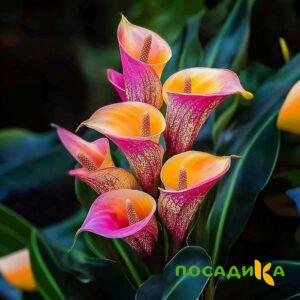 Калла Оникс купить по цене от 450р. в интернет-магазине «Посадика» с доставкой почтой в в Княгининое и по всей России – [изображение №1].
