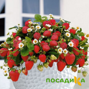 Клубника Рубиновый Шепот (горшечная) купить по цене от 240р. в интернет-магазине «Посадика» с доставкой почтой в в Княгининое и по всей России – [изображение №1].