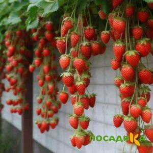 Клубника вьющаяся Комплимент купить по цене от 470р. в интернет-магазине «Посадика» с доставкой почтой в в Княгининое и по всей России – [изображение №1].