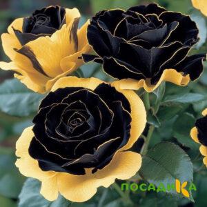 Роза Ханни Сикл купить по цене от 700р. в интернет-магазине «Посадика» с доставкой почтой в в Княгининое и по всей России – [изображение №1].