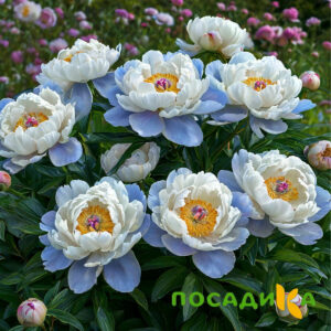 Пион акварельный Этюд купить по цене от 806р. в интернет-магазине «Посадика» с доставкой почтой в в Княгининое и по всей России – [изображение №1].
