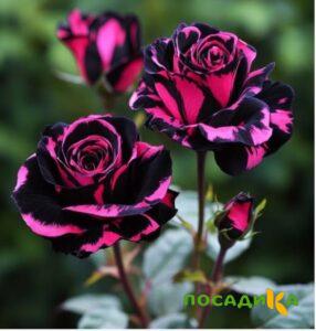 Роза Багровый Шепот купить по цене от 366р. в интернет-магазине «Посадика» с доставкой почтой в в Княгининое и по всей России – [изображение №1].