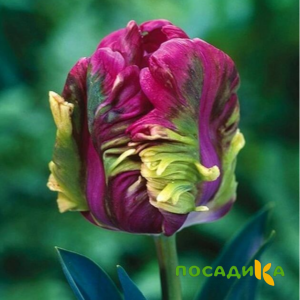 Тюльпан Экзотик Хэвен купить по цене от 186р. в интернет-магазине «Посадика» с доставкой почтой в в Княгининое и по всей России – [изображение №1].