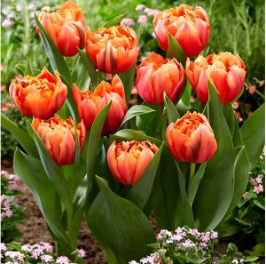 Тюльпан Гудошник Дабл купить по цене от 185р. в интернет-магазине «Посадика» с доставкой почтой в в Княгининое и по всей России – [изображение №1].