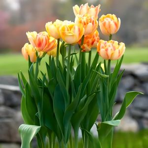 Тюльпан Верона Санрайз купить по цене от 280р. в интернет-магазине «Посадика» с доставкой почтой в в Княгининое и по всей России – [изображение №1].