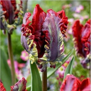 Тюльпан Рококо купить по цене от 350р. в интернет-магазине «Посадика» с доставкой почтой в в Княгининое и по всей России – [изображение №1].