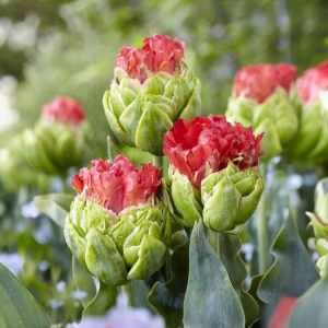 Тюльпан Бычий Глаз купить по цене от 275р. в интернет-магазине «Посадика» с доставкой почтой в в Княгининое и по всей России – [изображение №1].