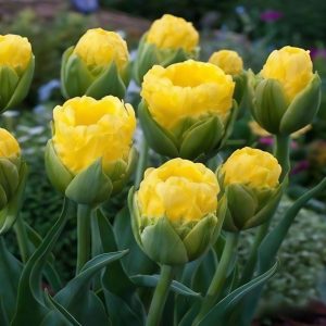 Тюльпан махровый Ванила Коп купить по цене от 159р. в интернет-магазине «Посадика» с доставкой почтой в в Княгининое и по всей России – [изображение №1].