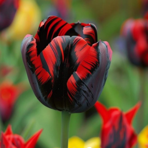 Тюльпан Блэк Перрот купить по цене от 351р. в интернет-магазине «Посадика» с доставкой почтой в в Княгининое и по всей России – [изображение №1].